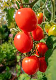 Tomato Pusa Ruby Vegetable Seeds