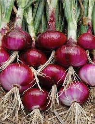 Onion Nasik Red Vegetable Seeds