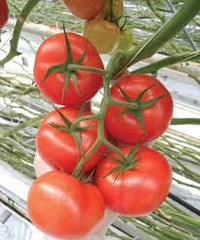 BHN 1021 – Tomato Seed