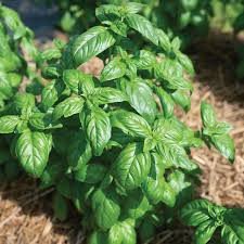 Lihi Prospera Active DMR – Organic Basil Seed