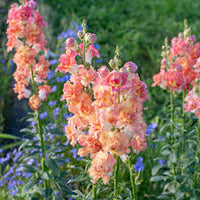 Madame Butterfly Bronze/White Snapdragon