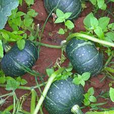 Pumpkin Vegetable Seeds