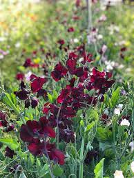 Midnight – Sweet Pea Seed