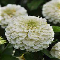 Zinnia- Zinderella White