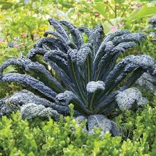 Black Magic Organic Lacinato Kale Seeds