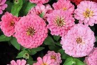 Zinnia- Oklahoma Pink