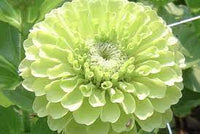 Benary’s Giant Lime – Zinnia Seed