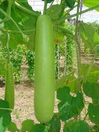 Bottle Gourd Vegetable Seeds