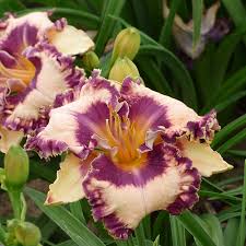 Hanalei Bay Reblooming Daylily