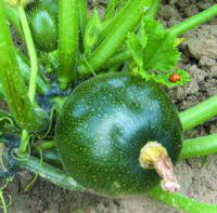 Zucchini Round Tondo Green Vegetable Seeds