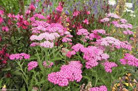 Yarrow- Cerise Queen