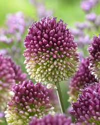 Allium- Drumsticks (Bulb)