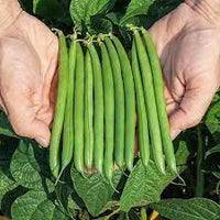 Tavera – Organic Bean Seed