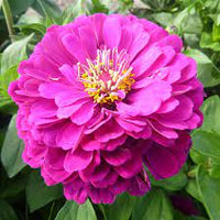 Zinnia- Purple Prince