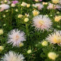 Valkyrie Mix – China Aster Seed