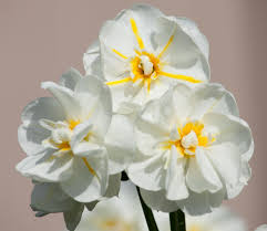 Cheerfulness – Narcissus