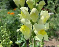 Orleans Early Lemon Yellow – Snapdragon Seed