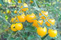 Tomato Golden Currant Vegetable Seeds