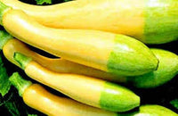 Zephyr – Yellow Summer Squash Seed