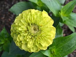 Zinnia- Benary's Giant Lime