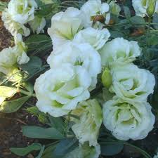 Mariachi Lime Green Lisianthus