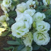 Mariachi Lime Green Lisianthus