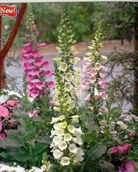 Camelot Mix – Digitalis Seed