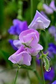 Pulsar – Sweet Pea Seed