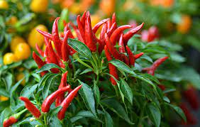 Hot Pepper Red Sampurna Vegetable Seeds