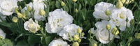 Corelli Sugoi III White Lisianthus Seed