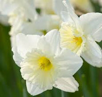 Ice Follies – Narcissus