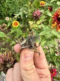 Zinnia Seeds