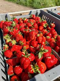 AC Valley Sunset – Strawberry Plants Seed