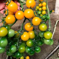 TY Yellow Mimi – Tomato Seed