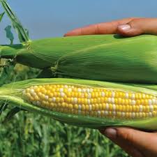 Xtra-Tender 2171 – Organic Corn Seed