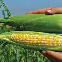 Xtra-Tender 2171 – Organic Corn Seed