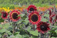 Red Hedge – Sunflower Seed