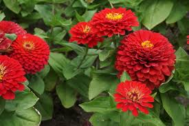 Zinnia- Benary's Giant Deep Red