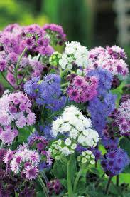 Ageratum- Ball Mix