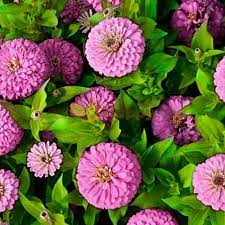 Zinnia- Dream Rosy Lavender