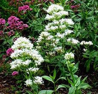 White Valerian