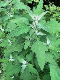 Bathuya, Bathua Vegetable Seeds