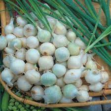 Onion White Globe Vegetable Seeds