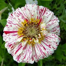 Zinnia- Peppermint Stick