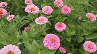 Zinnia- Luminosa