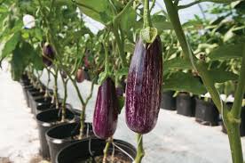 Angela – Eggplant Seed