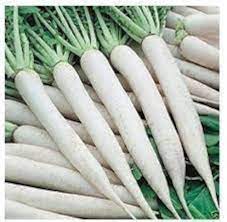 Radish Great Long White Vegetable Seeds