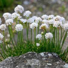 Armeria- Morning Star White