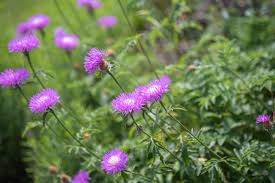 American Basket Flower- Rosy Lilac