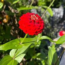 Zinnia- Oklahoma Scarlet